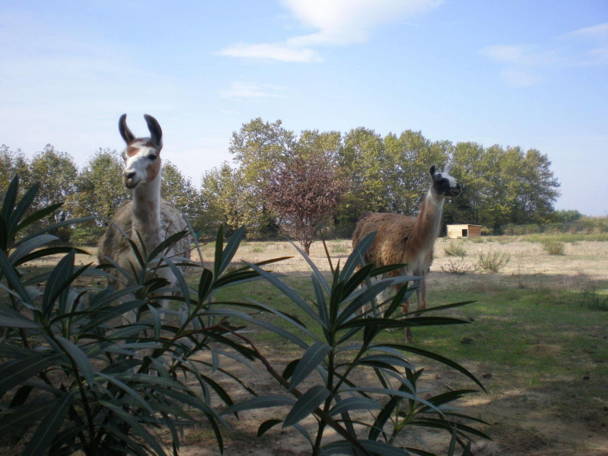 Camping Le Sainte Marie Bagian luar foto